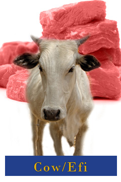 Cow Meat (Beef)
