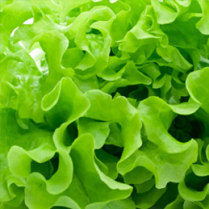 Vegetables